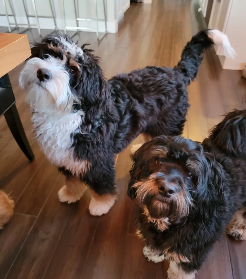 Young Bernie and Teddi standing together on a wood floor