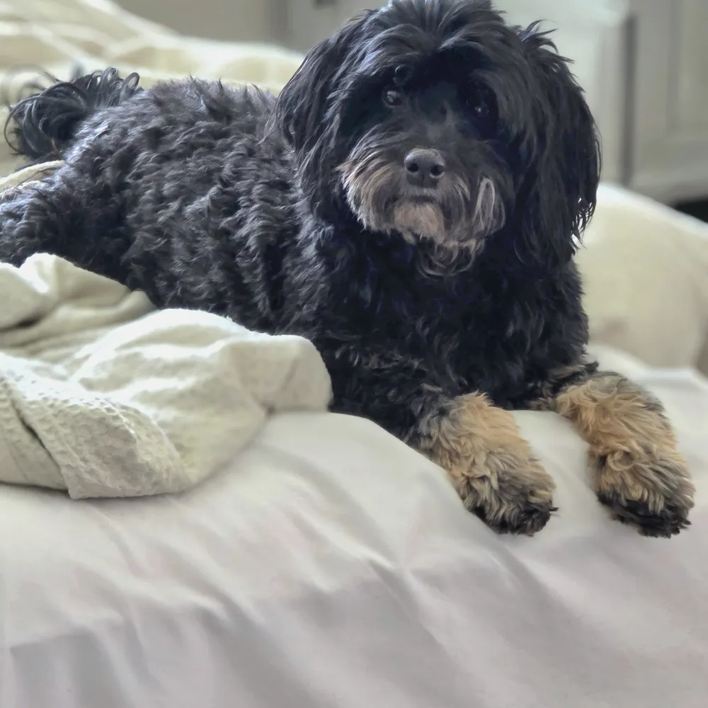 Teddi lying on a bed with her head resting on her paws